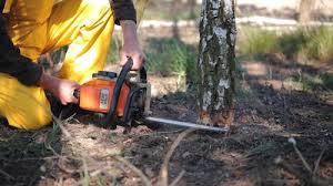 Reliable Moyock, NC  Tree Services Solutions